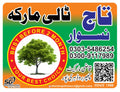 Taj Fabaco Taali Brand
